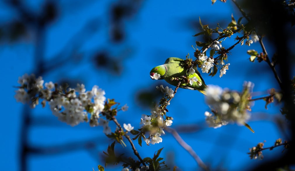 Chim vẹt kiếm ăn trên cây hoa anh đào trong một khu vườn ở London, Anh. (Nguồn Guardian)