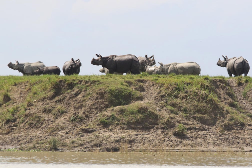 Những con hà mã một sừng đứng trên vùng đất cao để tránh nước lũ trong vườn quốc gia Kaziranga ở Assam, Ấn Độ. (Nguồn Guardian)