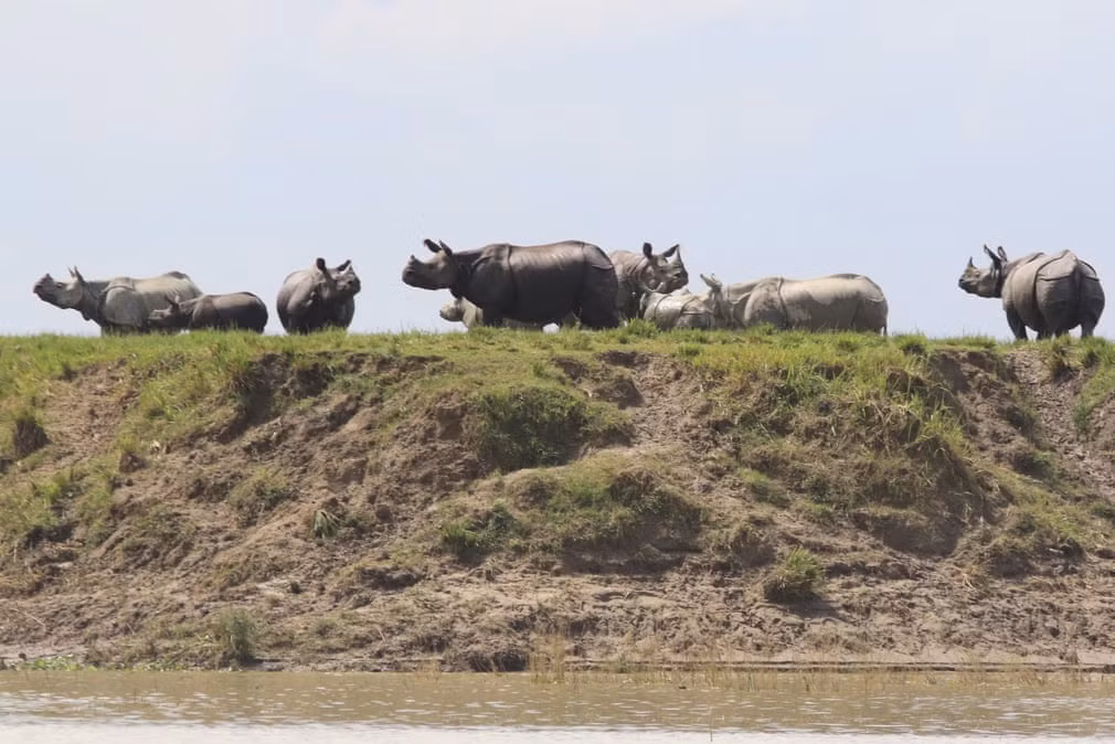 Những con hà mã một sừng đứng trên vùng đất cao để tránh nước lũ trong vườn quốc gia Kaziranga ở Assam, Ấn Độ. (Nguồn Guardian)