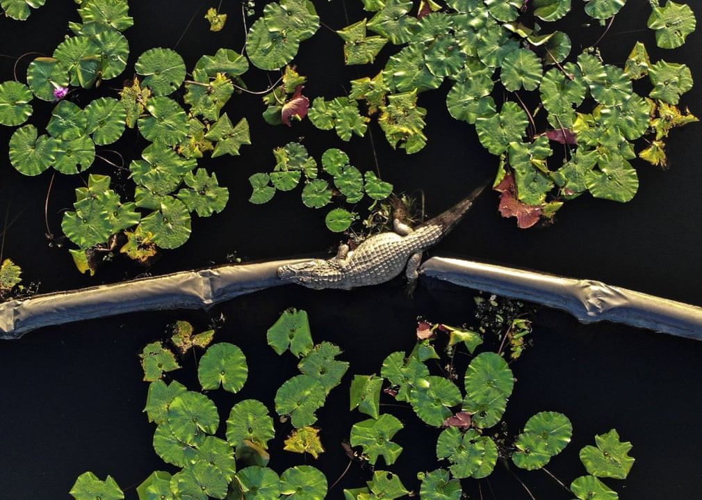 Cá sấu nằm nghỉ trên sân golf Olympic ở thành phố Rio de Janeiro, Brazil. (Nguồn Guardian)