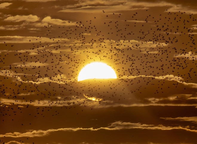 Đàn chim sáo đá bay qua mặt trời ở thành phố Frankfurt, Đức. (Nguồn Guardian)