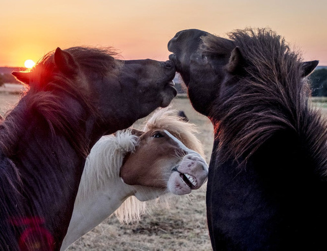 Đàn ngựa chơi đùa trên đồng cỏ lúc bình minh ở ngoại ô thành phố Frankfurt, Đức. (Nguồn Guardian)