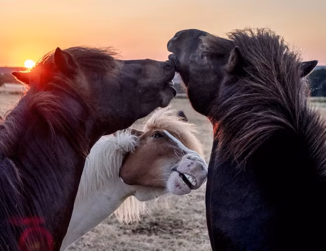 Đàn ngựa chơi đùa trên đồng cỏ lúc bình minh ở ngoại ô thành phố Frankfurt, Đức. (Nguồn Guardian)