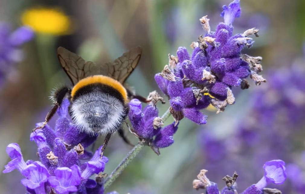Ong hút phấn hoa oải hương trên cánh đồng ở Pokrent, Đức. (Nguồn Guardian)
