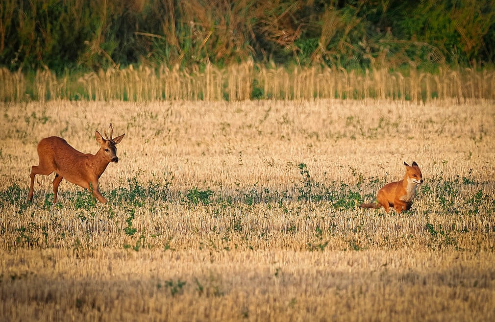 Hươu truy đuổi cáo trên cánh đồng lúa mì đã thu hoạch gần thành phố Chinon, Pháp. (Nguồn Guardian)