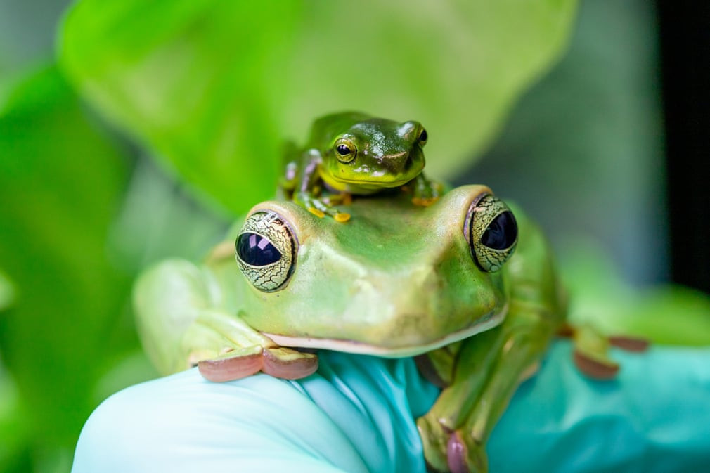 Cặp ếch xanh cõng nhau trong vườn thú Paignton ở Devon, Anh. (Nguồn Guardian)