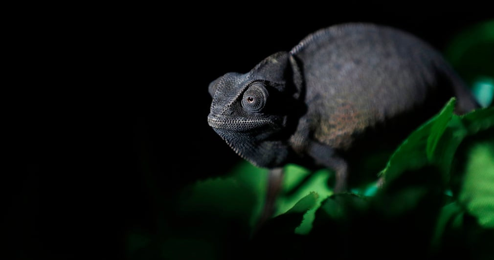 Tắc kè hoa ngồi trên lá giả trong một ngôi nhà ở thành phố Sana’a, Yemen. (Nguồn Guardian)