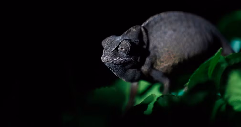 Tắc kè hoa ngồi trên lá giả trong một ngôi nhà ở thành phố Sana’a, Yemen. (Nguồn Guardian)