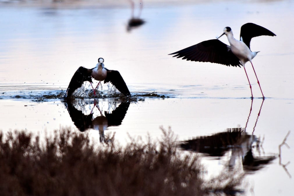 Chim cà kheo cánh đen kiếm ăn tại vùng đầm lầy Nea Kios ở Nafplio, Hi Lạp. (Nguồn Guardian)