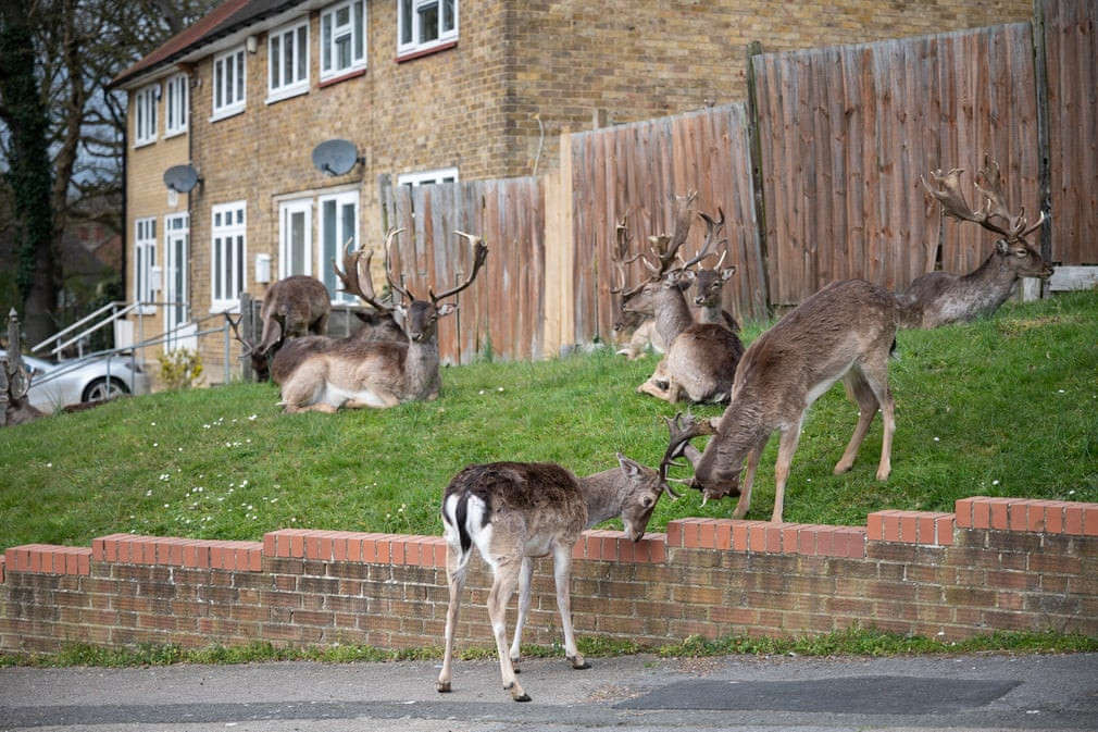 Đàn hươu nghỉ ngơi và gặm cỏ gần một nhà dân ở Romford, Essex, Anh. (Nguồn Guardian)