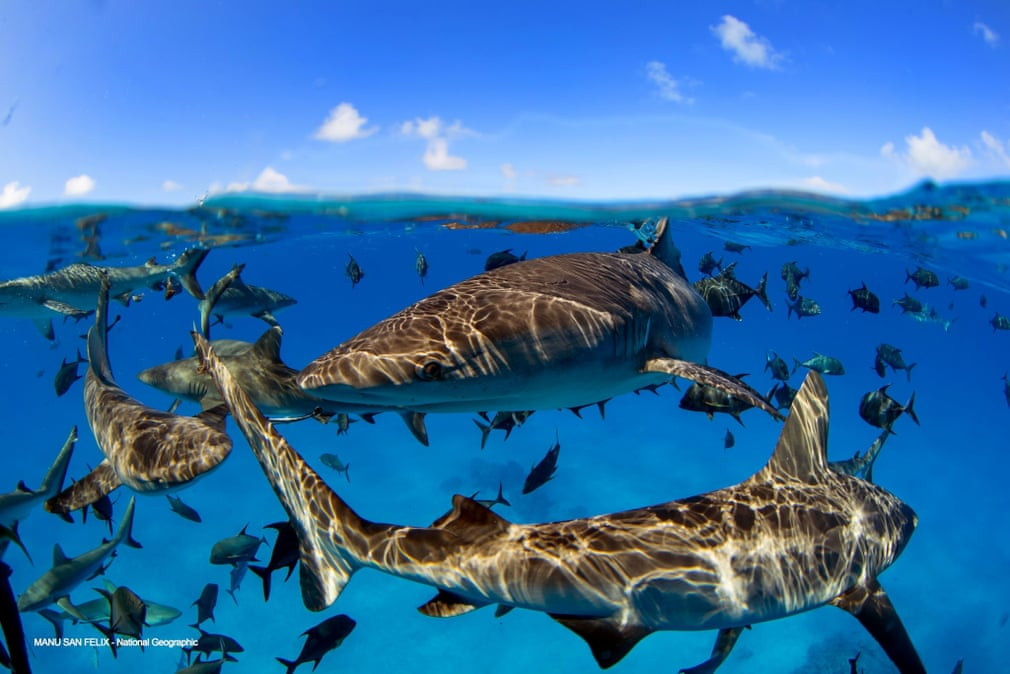 Đàn cá mập bơi cùng những con cá nhỏ dưới làn nước biển trong xanh. (Nguồn Guardian)