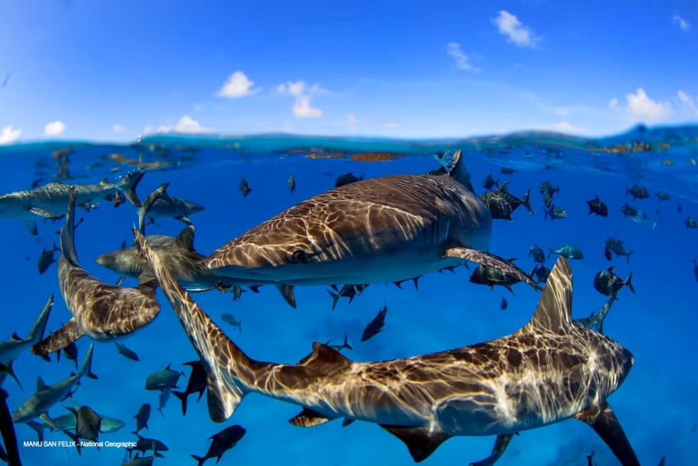 Đàn cá mập bơi cùng những con cá nhỏ dưới làn nước biển trong xanh. (Nguồn Guardian)