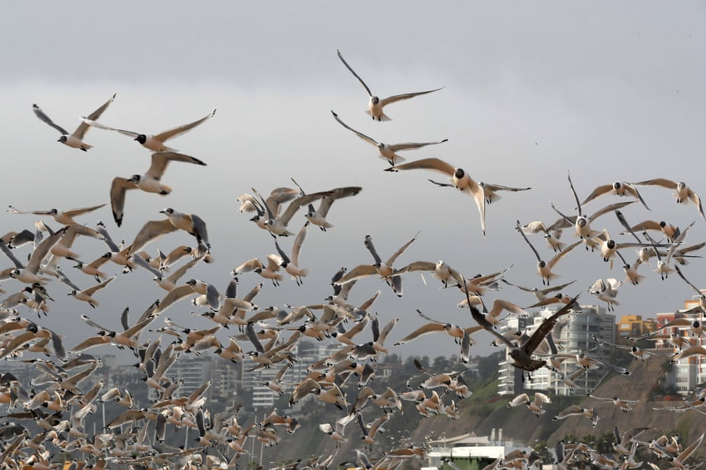 Đàn chim mòng biển bay trên bãi biển ở thành phố Lima, Peru. (Nguồn Guardian)