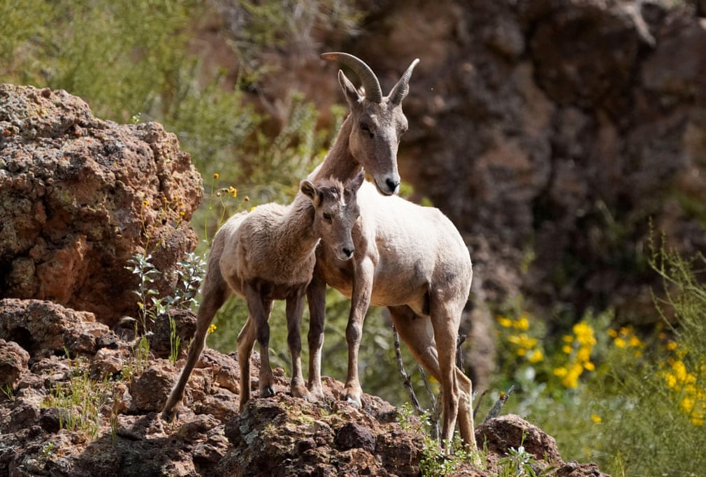 Cừu sừng to kiếm ăn trên núi ở Arizona, Mỹ. (Nguồn Guardian)