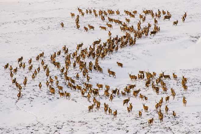 Đàn hươu di chuyển trên cánh đồng tuyết ở Cairngorms, Scotland. (Nguồn Guardian)
