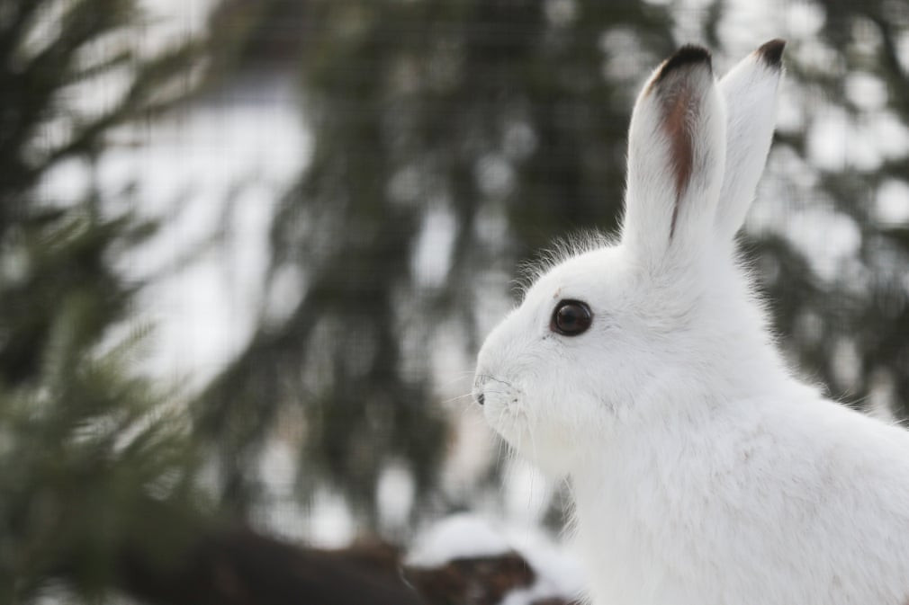 Thỏ trắng sống trong một trung tâm cứu hộ động vật ở thành phố Moscow, Nga. (Nguồn Guardian)