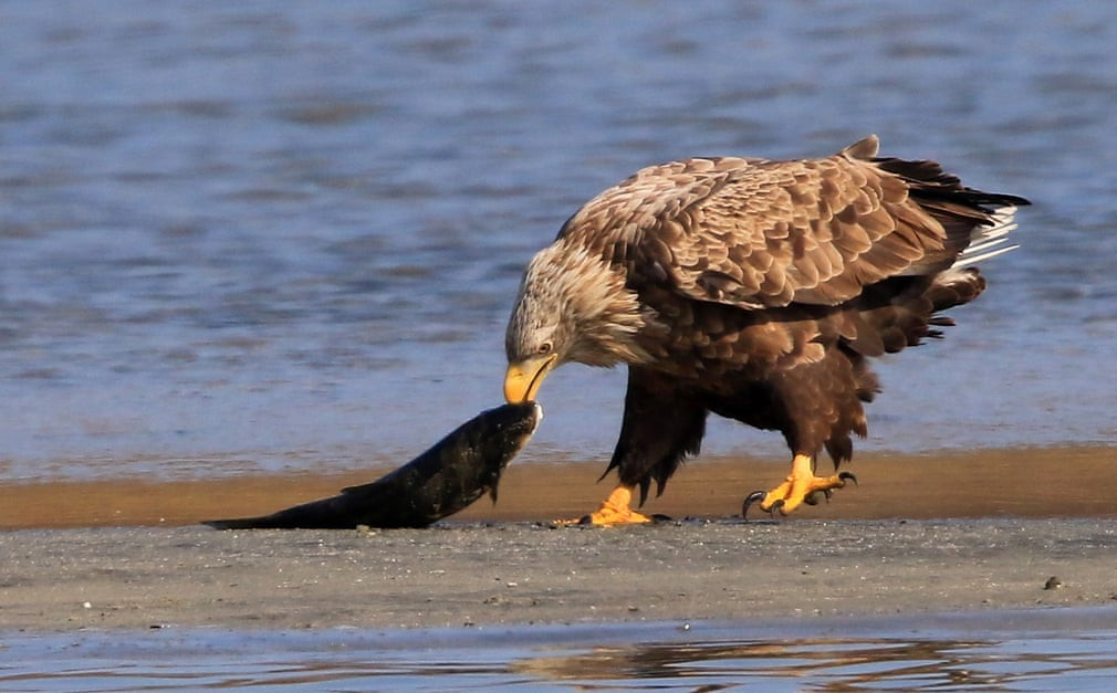 Chim đại bàng biển đuôi trắng bắt cá dưới suối Namdaecheon ở Gangneung, Hàn Quốc. (Nguồn Guardian)