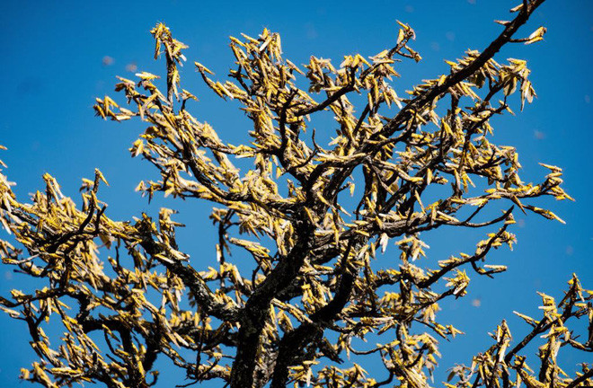 Châu chấu ăn trụi lá cây bơ hạt mỡ, nguồn thu nhập chính của người dân địa phương ở Otuke, Uganda. (Nguồn Guardian)