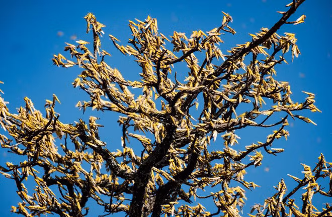 Châu chấu ăn trụi lá cây bơ hạt mỡ, nguồn thu nhập chính của người dân địa phương ở Otuke, Uganda. (Nguồn Guardian)