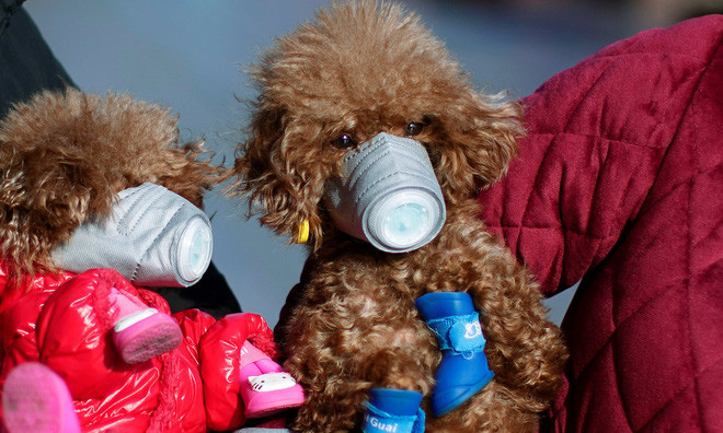 Những chú chó được đeo khẩu trang để phòng virus corona tại khu trung tâm ở thành phố Thượng Hải, Trung Quốc. (Nguồn Guardian)