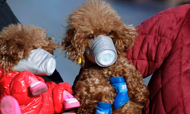 Những chú chó được đeo khẩu trang để phòng virus corona tại khu trung tâm ở thành phố Thượng Hải, Trung Quốc. (Nguồn Guardian)