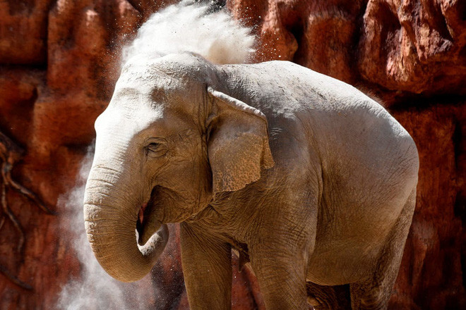 Chú voi châu Á tên Trompita được tổ chức sinh nhật lần thứ 59 trong vườn thú Aurora ở thành phố Guatemala City, Guatemala. (Nguồn Guardian)