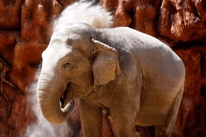 Chú voi châu Á tên Trompita được tổ chức sinh nhật lần thứ 59 trong vườn thú Aurora ở thành phố Guatemala City, Guatemala. (Nguồn Guardian)