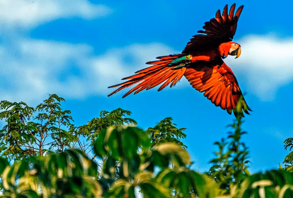 Chim vẹt đỏ bay trong vườn quốc gia Iberá ở Argentina. (Nguồn Guardian)