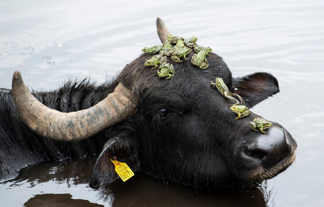 Những con ếch ngồi trên đầu trâu trong khu bảo tồn Gwattmoesli ở Gwatt, Thụy Sĩ. (Nguồn Guardian)