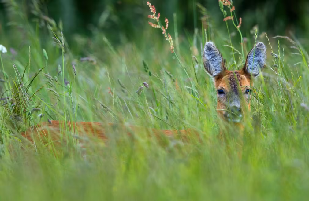 Hươu đứng giữa cánh đồng cỏ ở Cotswold Hills, Anh. (Nguồn Guardian)