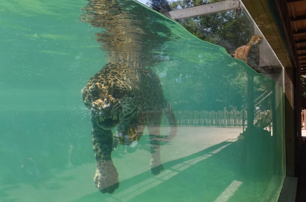 Báo đốm bơi giải nhiệt trong vườn thú Bordeaux-Pessac khi nắng nóng cao đỉnh điểm ở Pessac, Pháp. (Nguồn Guardian)
