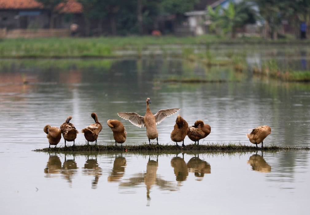 Đàn vịt đứng nghỉ trên bờ ruộng lúa ở Bekasi, Indonesia. (Nguồn Guardian)