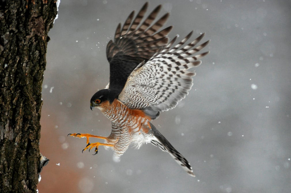 Chim cắt hỏa mai đi săn gần thành phố Pomaz, Hungary. (Nguồn Guardian)