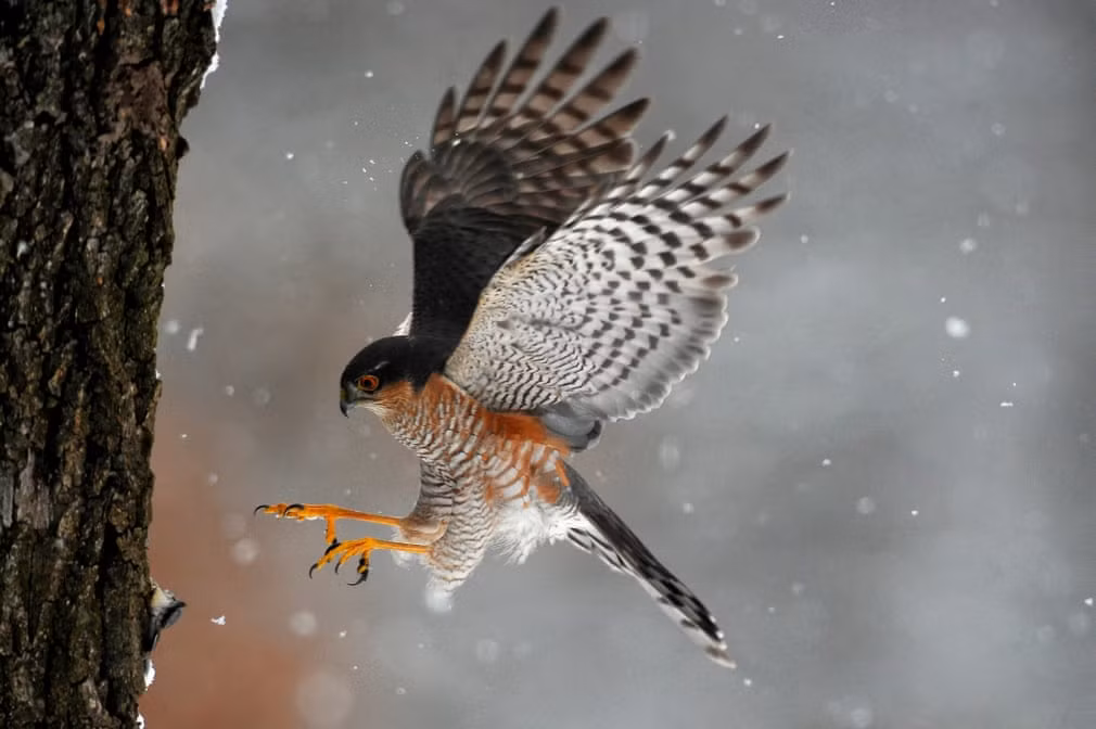 Chim cắt hỏa mai đi săn gần thành phố Pomaz, Hungary. (Nguồn Guardian)