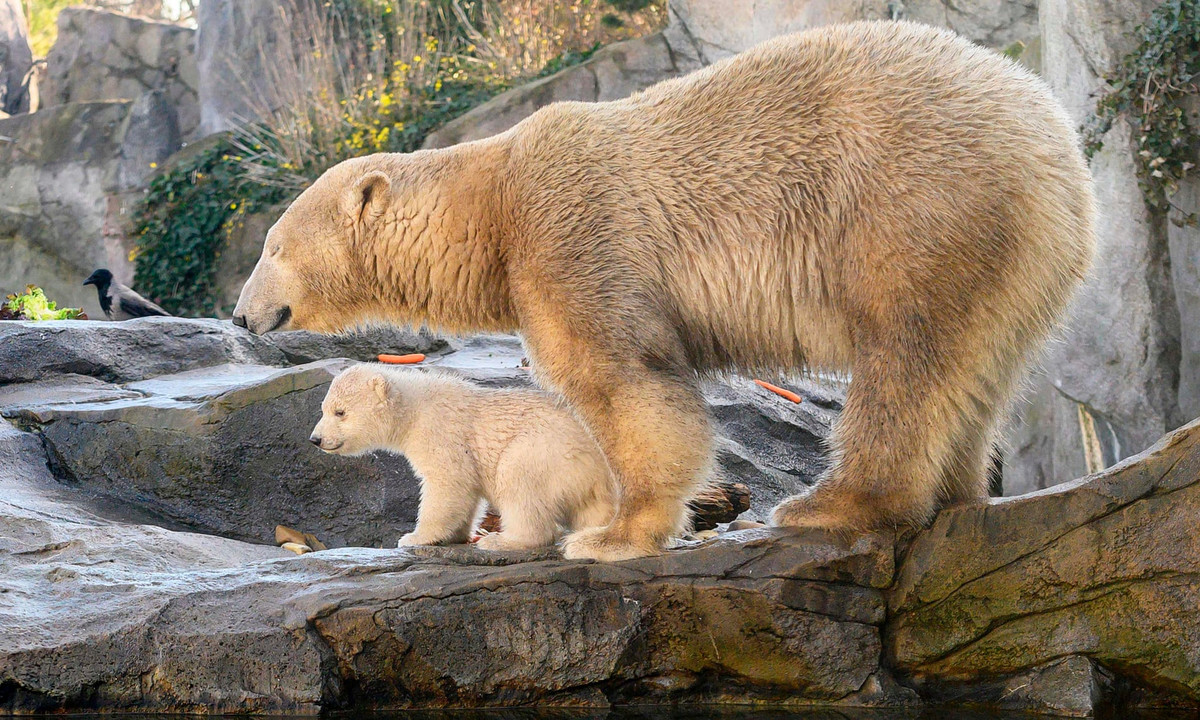 Gấu bắc cực con đứng cùng mẹ của nó trong vườn thú ở thành phố Vienna, Áo. (Nguồn Guardian)