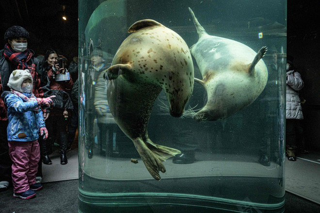 Hải cẩu đốm bơi trong bể kính tại vườn thú thành phố ở Asahikawa, Nhật Bản. (Nguồn Guardian)