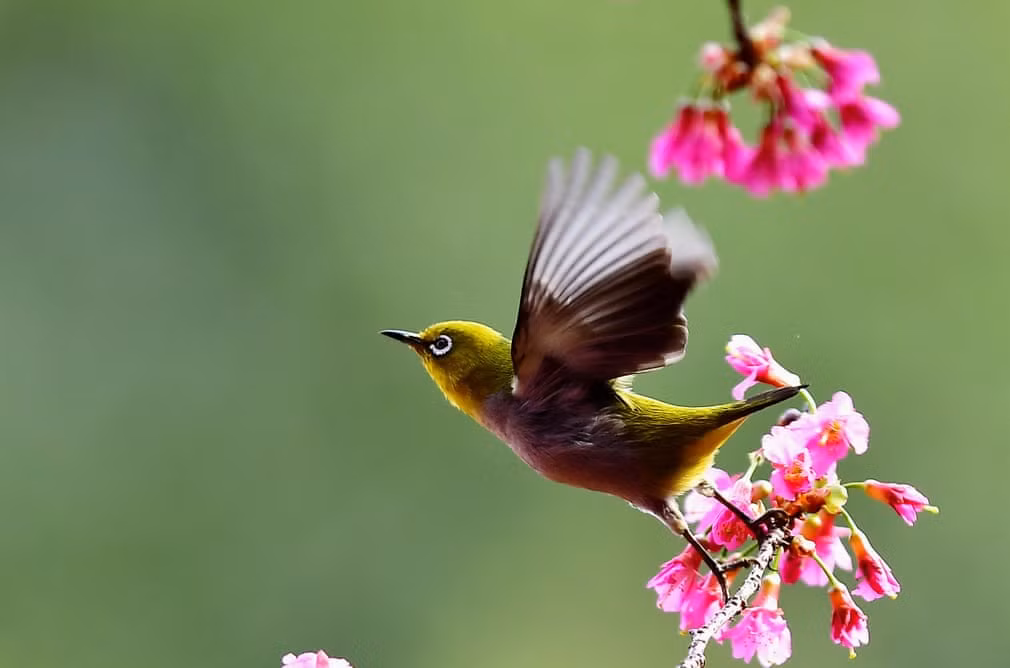 Chim vành khuyên hút mật hoa anh đào ở thành phố Phúc Châu, Trung Quốc. (Nguồn Guardian)