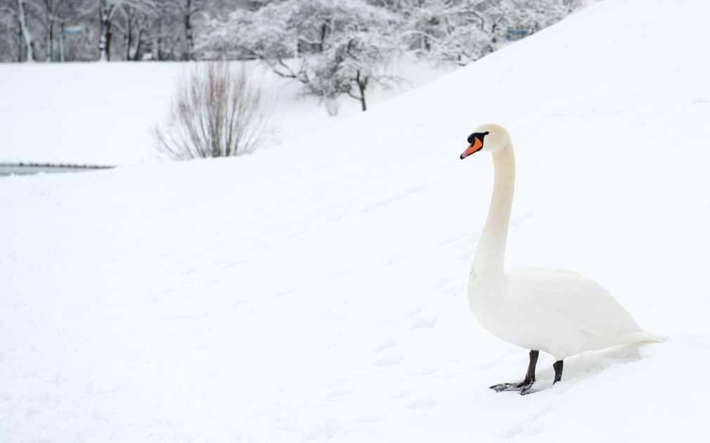 Thiên nga đứng trên cánh đồng tuyết ở thành phố Munich, Đức. (Nguồn Guardian)