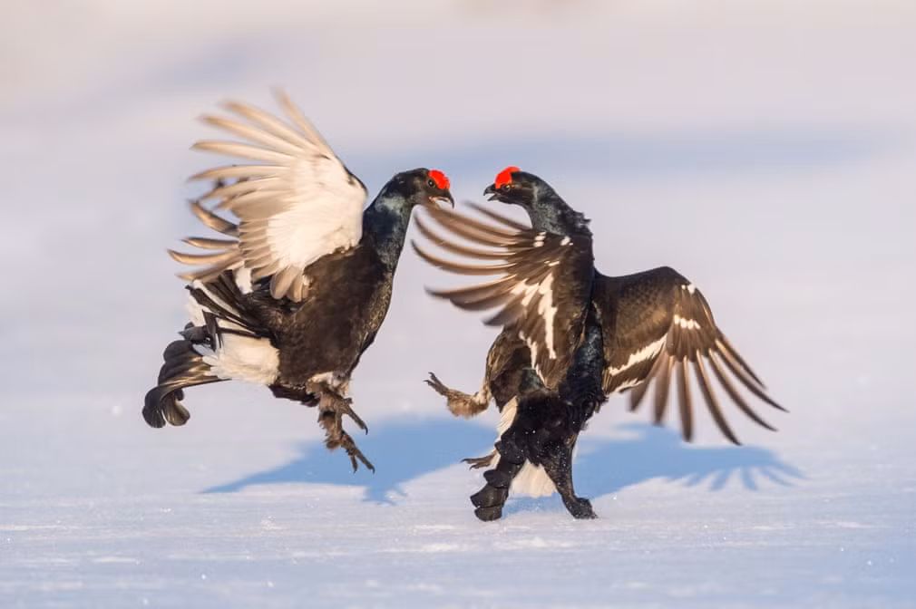 Cặp trĩ đen thực hiện nghi thức giao phối trong vườn quốc gia Hamra, Thụy Điển. (Nguồn Guardian)