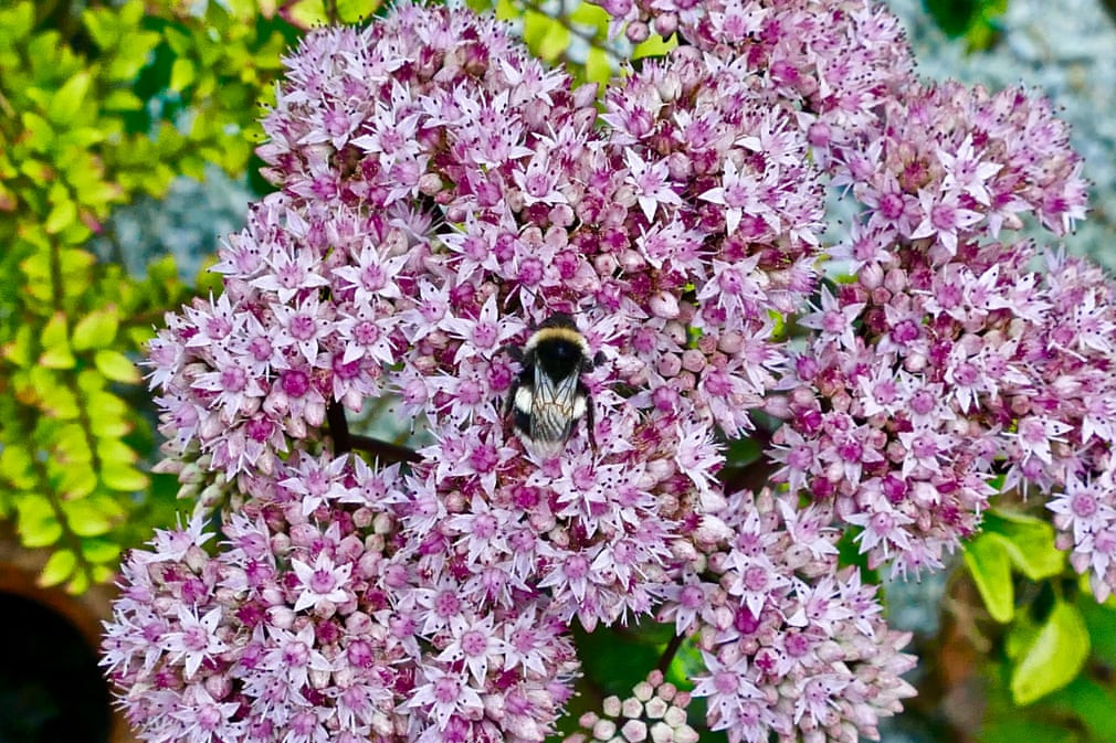 Ong đuôi trắng lấy phấn hoa ở Dunsden, Oxfordshire, Anh. (Nguồn Guardian)