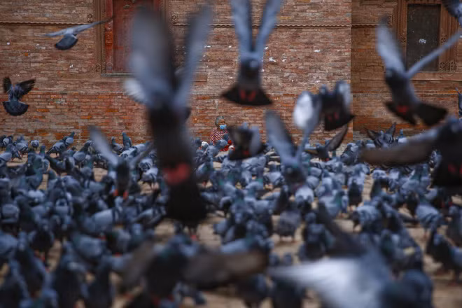 Chim bồ cầu kiếm ăn trên quảng trường Durbar ở thành phố Kathmandu, Nepal. (Nguồn Guardian)