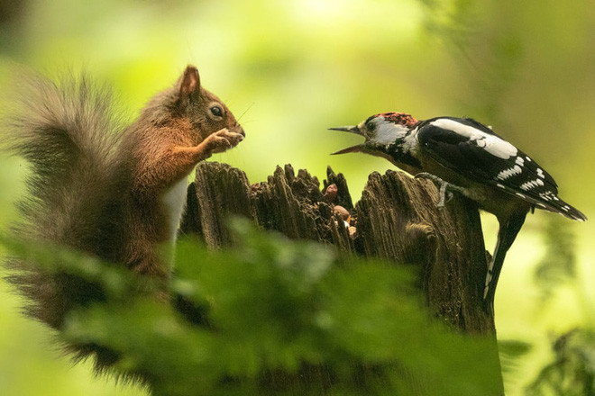 Sóc đỏ và chim gõ kiến tranh nhau hạt trên một gốc cây khô ở Johnsfield, Anh. (Nguồn Guardian)