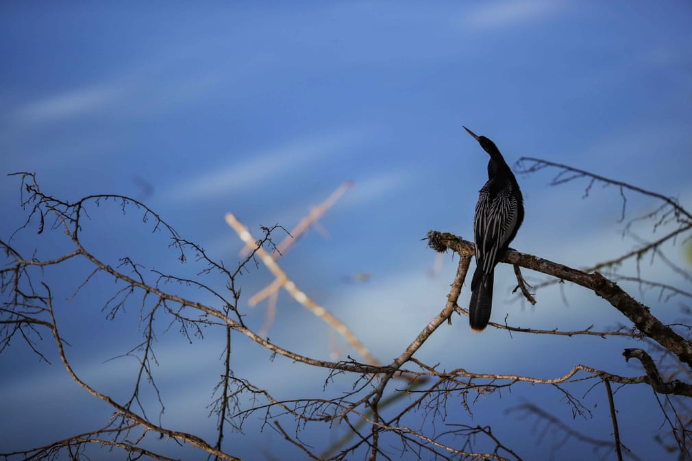 Chim đậu trên cành cây khô ở La Fortuna de San Carlos, Costa Rica. (Nguồn Guardian)