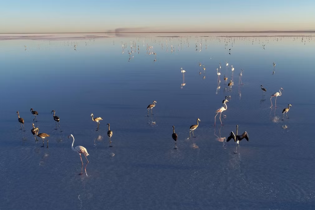 Đàn chim hồng hạc kiếm ăn trên hồ Tuz ở Aksaray, Thổ Nhĩ Kỳ. (Nguồn Guardian)