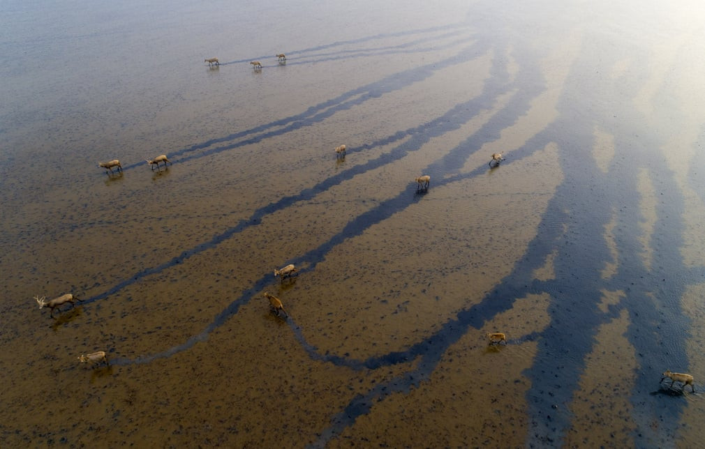 Đàn hươu milu đi trên đầm lầy gần vườn quốc gia Dafeng ở tỉnh Giang Tô, Trung Quốc. (Nguồn Guardian)