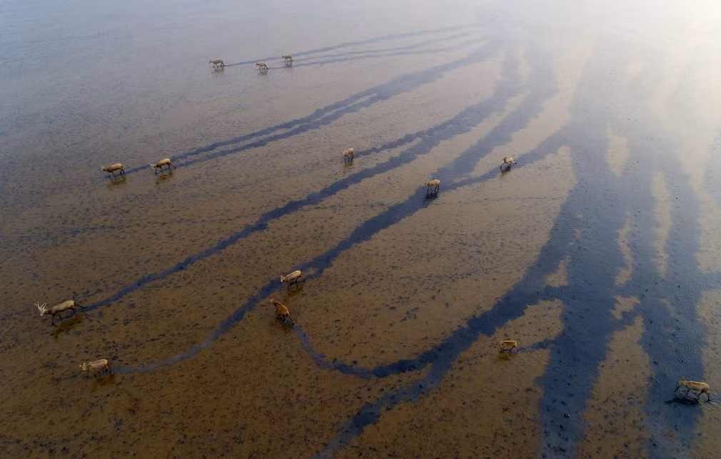 Đàn hươu milu đi trên đầm lầy gần vườn quốc gia Dafeng ở tỉnh Giang Tô, Trung Quốc. (Nguồn Guardian)