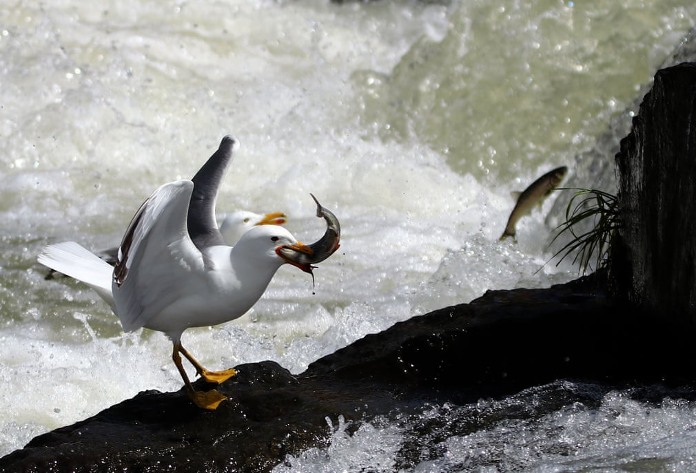 Chim mòng biển săn cá đối trên hồ Van ở Thổ Nhĩ Kỳ. (Nguồn Guardian)