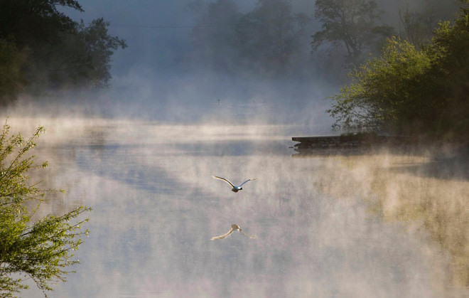 Thiên nga bay dọc sông Wye lúc sáng sớm ở vùng Raglan, Wales. (Nguồn Guardian)