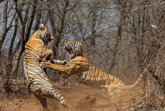 Nhiếp ảnh gia Parag Bhatt đã ghi lại cận cảnh cuộc chiến tranh giành lãnh địa giữa hai con hổ trong vườn quốc gia Ranthambore ở bang Rajasthan, Ấn Độ. (Nguồn Guardian)