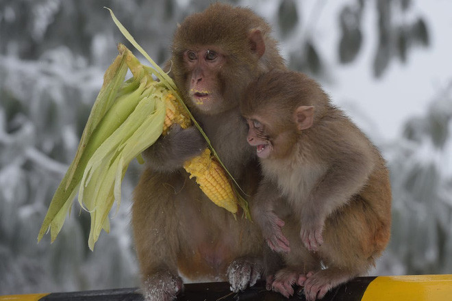 Khỉ ăn ngô dưới trời mưa tuyết ở Ayubia, Pakistan. (Nguồn Guardian)